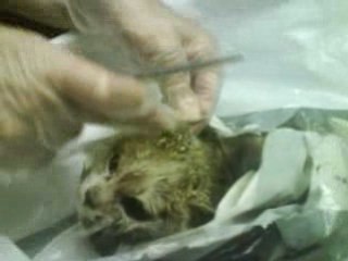 vétérinaire, quel beau métier