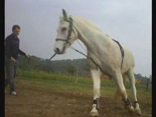 Sultan à la longe octobre 2008