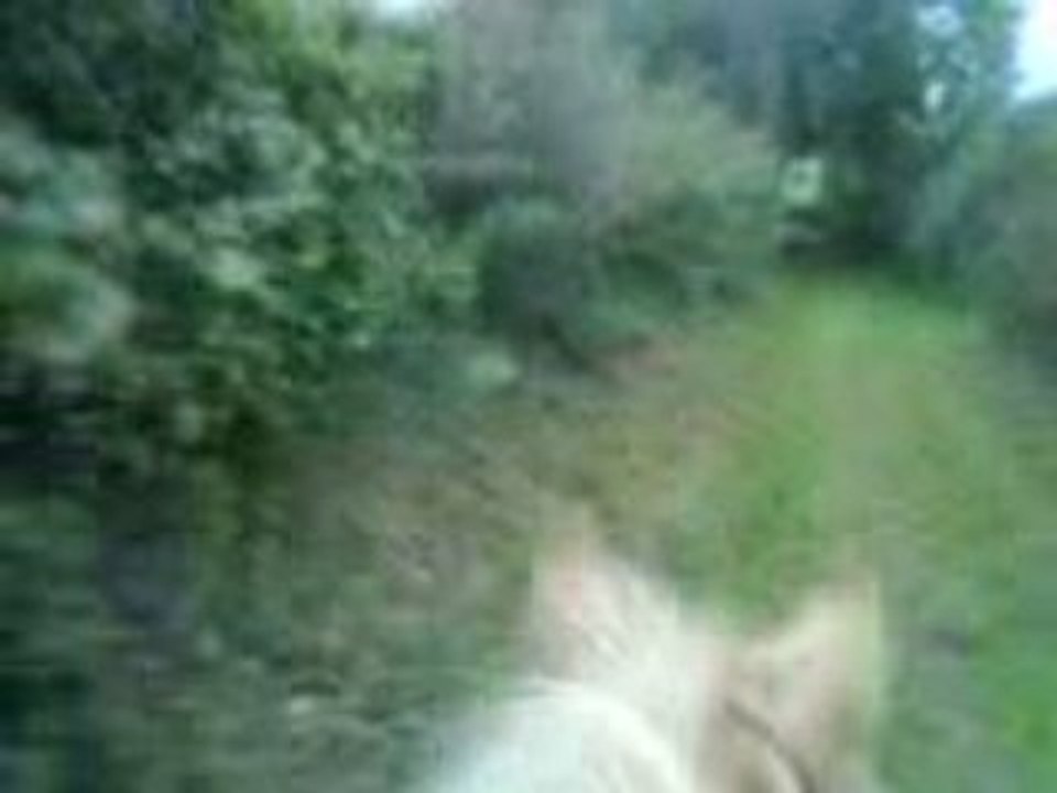 Pilou vers club a cru