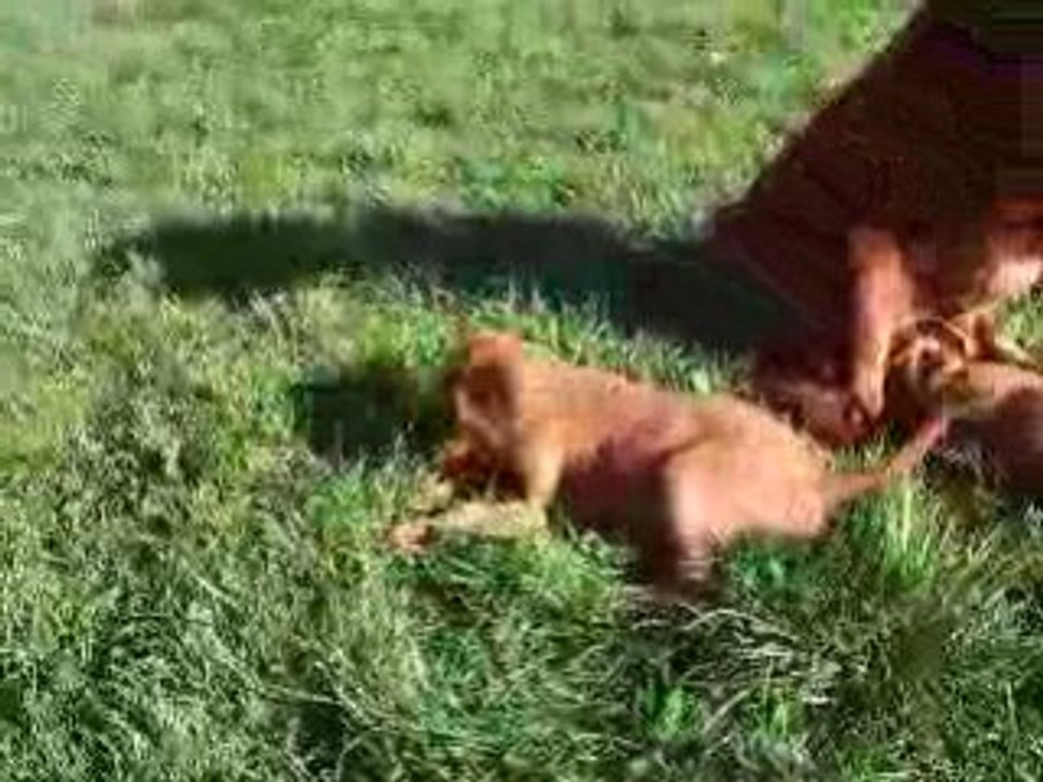 Video portee belle blitz 14 09 08 chiots 5 sem (1)