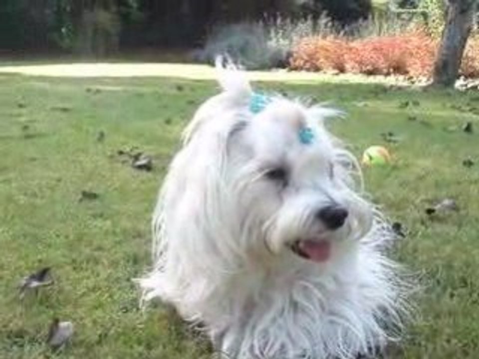 Cookie Normandie 23/24 octobre 2008 2