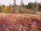 Autumn Dolly Sods Bog