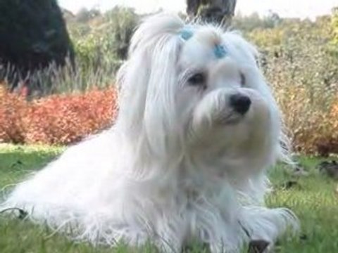 Cookie Normandie 23/24 octobre 2008 4