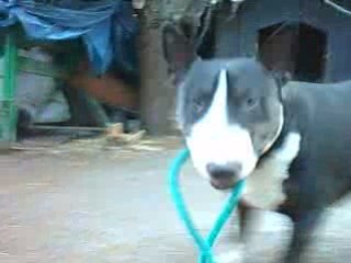 ¤ ¤ ¤ VARGOUILLE FRIPOUILLE ET SA LAISSE-LASSO VERTE 2 ¤ ¤ ¤