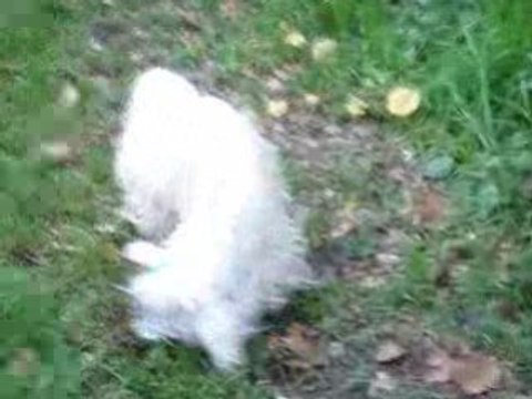 Cookie Normandie 23/24 octobre 2008 6