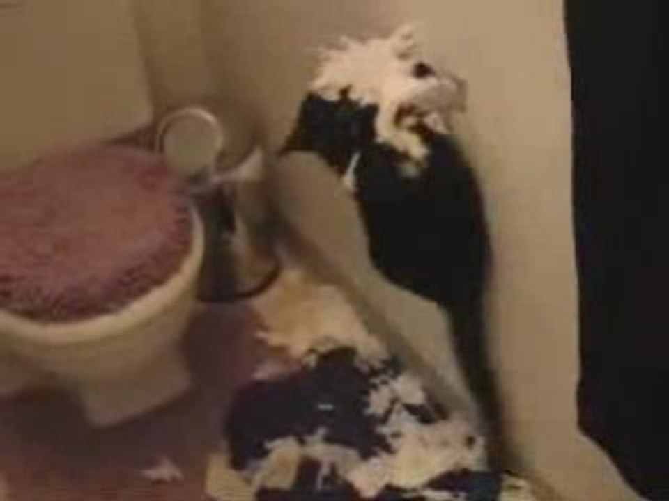 Un Chat massacre du pq