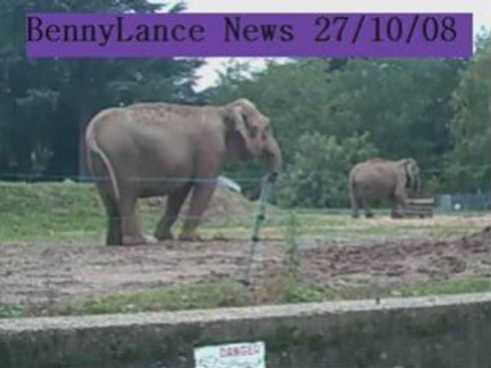BennyLance News 27/10/08 -La danse des éléphants