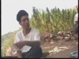 Reportage Culture du Cannabis à Ketama (Maroc/Rif) 1/2