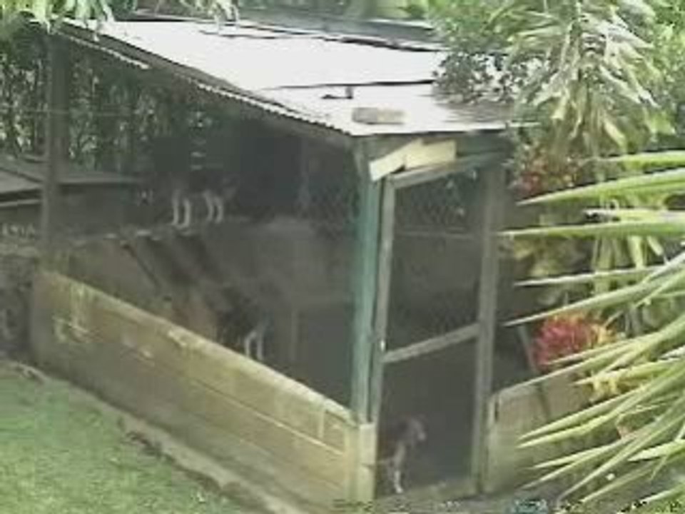 BÜYÜK KAÇIŞ, UYANIK ZEKİ KÖPEK