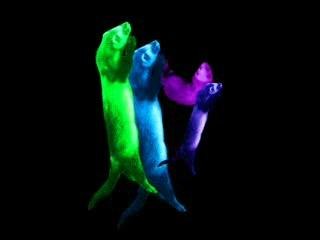 G-Shack.com - Ferrets