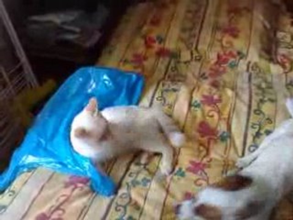 Jack russel vs cat