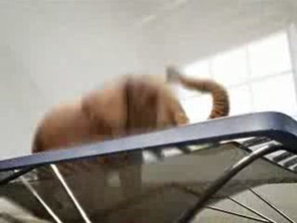 Elephant_Jumping_On_Trampoline