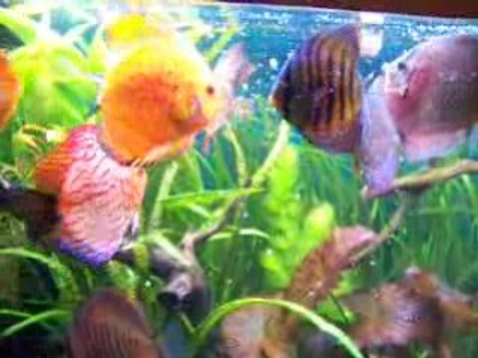 Video du 26