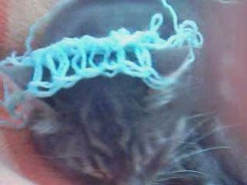 Le Bonnet du Chat