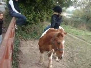 Bufalo croise papattes.