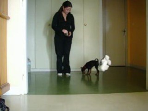 Dina, pinscher nain 3mois obérythmée: le slalom