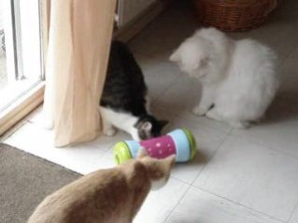 Mes chats et le pipolino