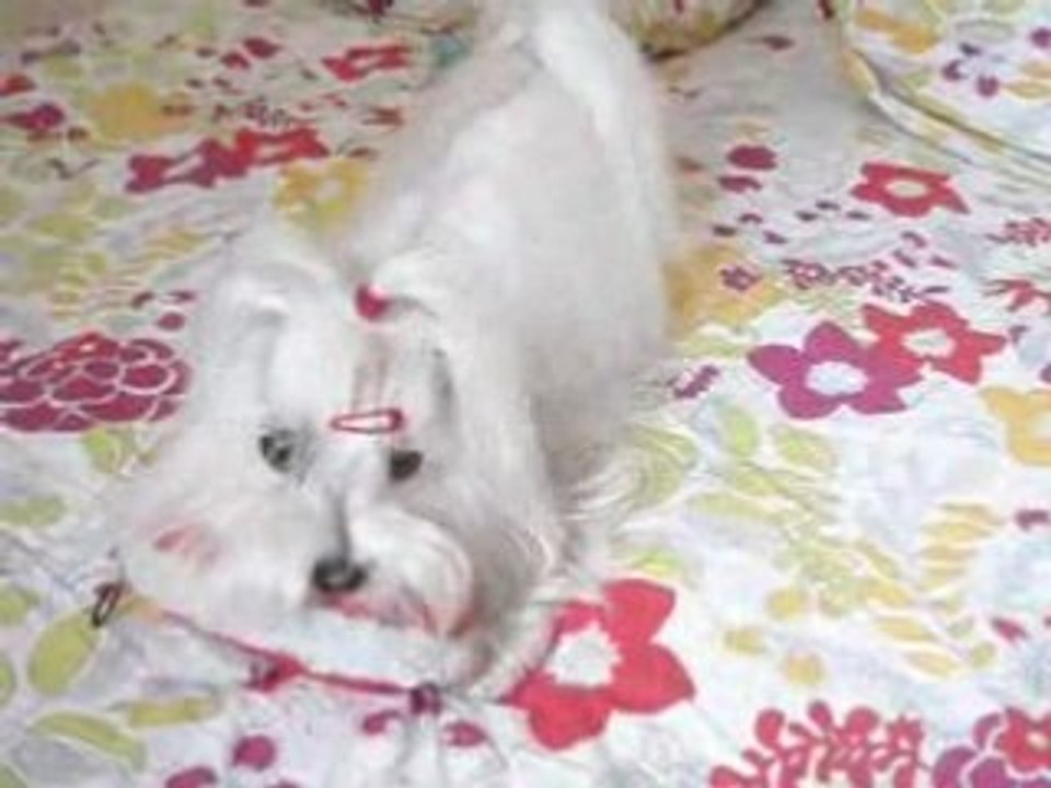 Cookie 261008 1