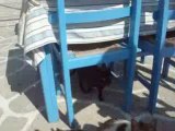Les chats à Paros
