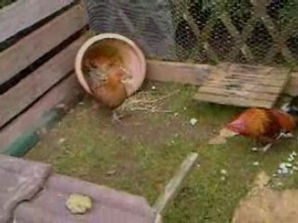 Vidéo0009