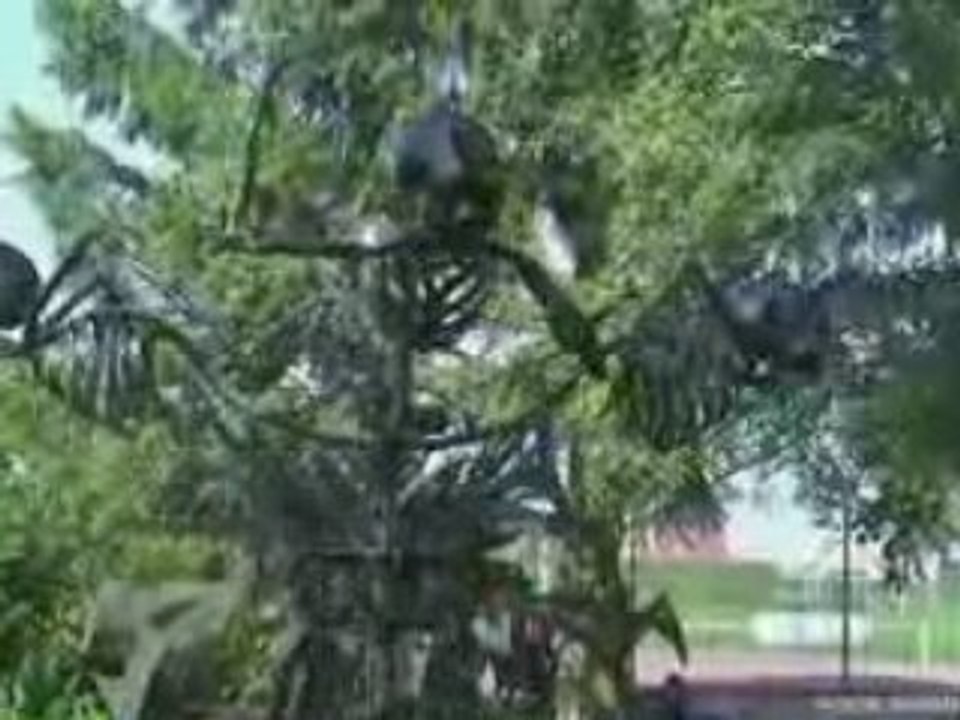 Festival Des Arts Bourrins