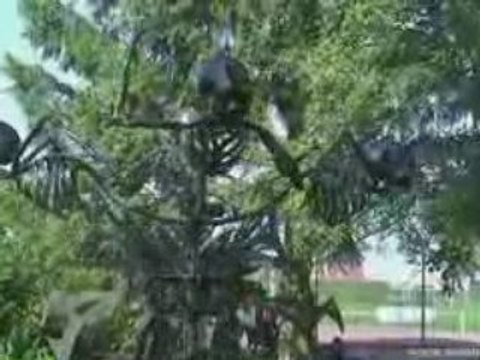 Festival Des Arts Bourrins