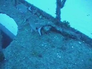 Plongée à Malte, le Rosi...