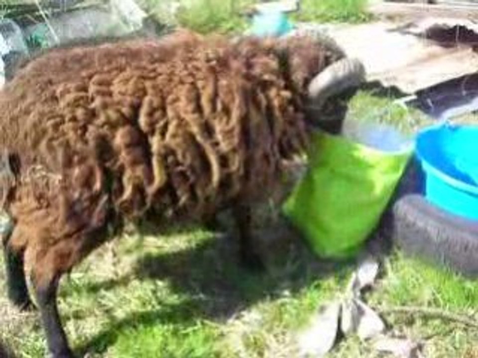 moutons de ouessant