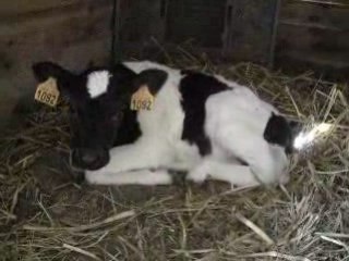 sterenn pie noire bretonne