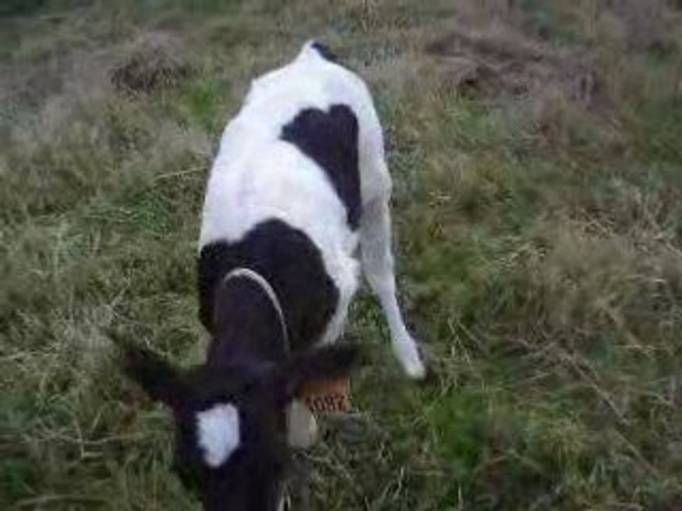 sterenn pie noire bretonne