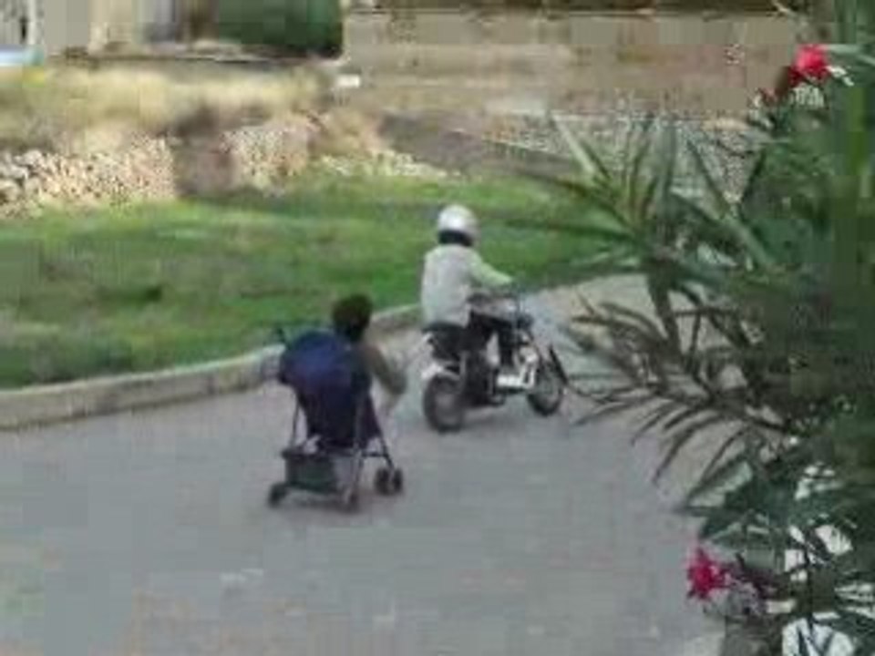 jackass de corbara