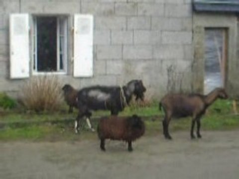 chevres et moutons se baladent