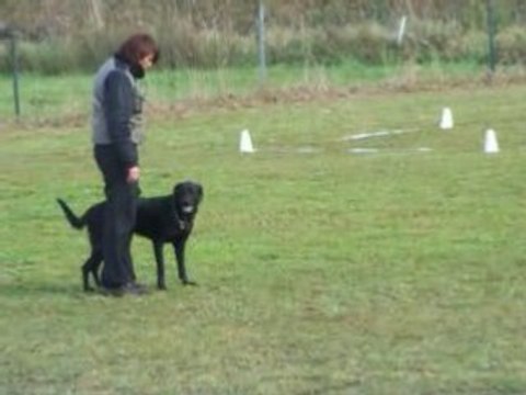 Concour canin obeissance JARNY
