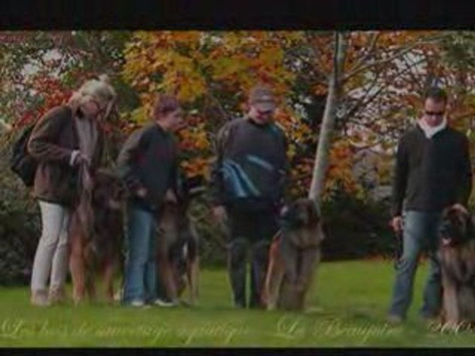 Quatre léos à l'eau