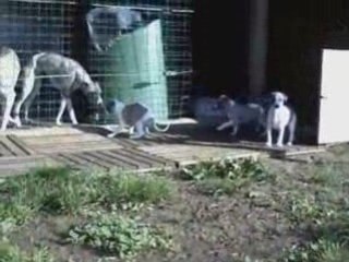 2008-10-25-Chiot Baby Boy