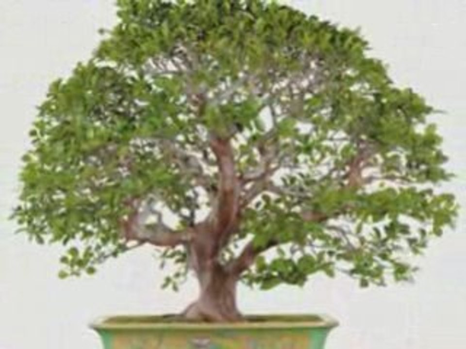How to make a bonsai, some great ideas