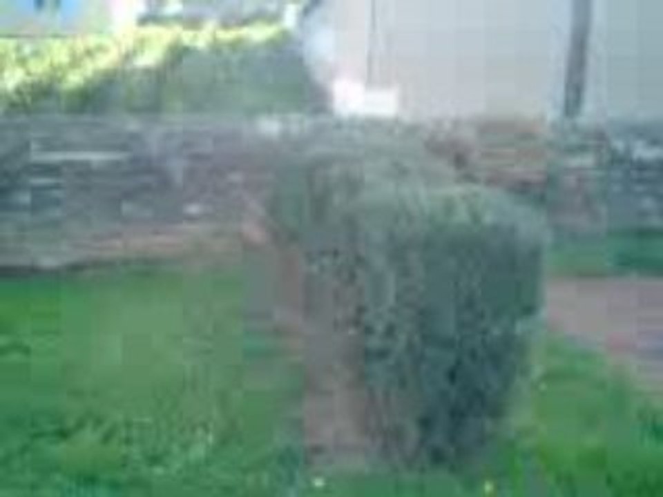 Salto par dessu un buisson