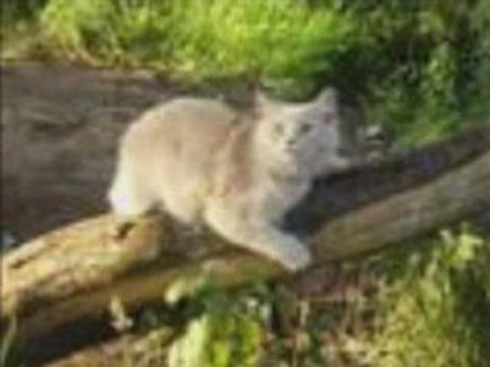 Katzen Ratten Freundesbilder alles ist vergänglich