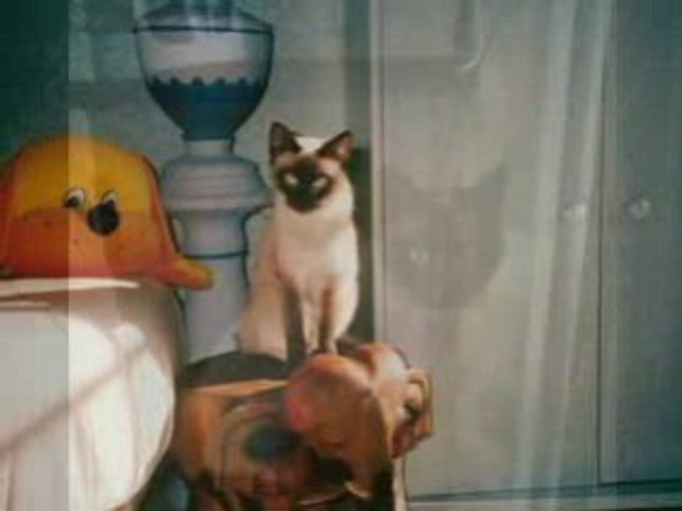 MES CHATS Photorécit1