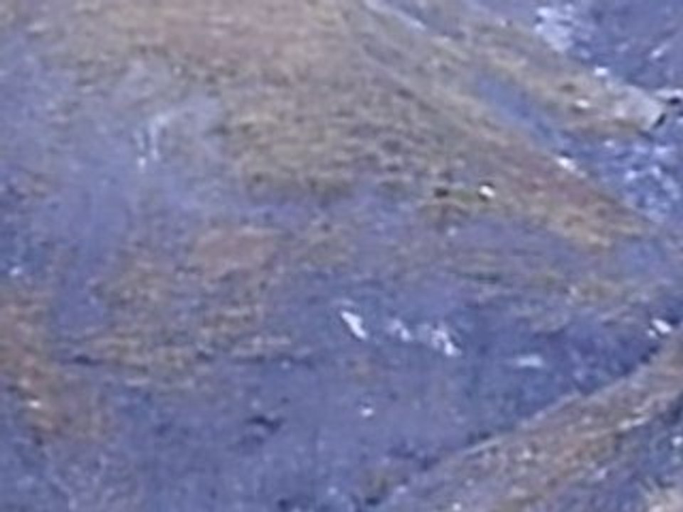 chasse au chamois
