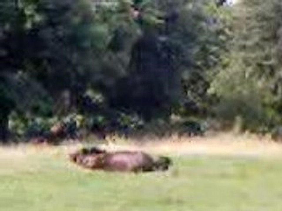 Gazelle au pré