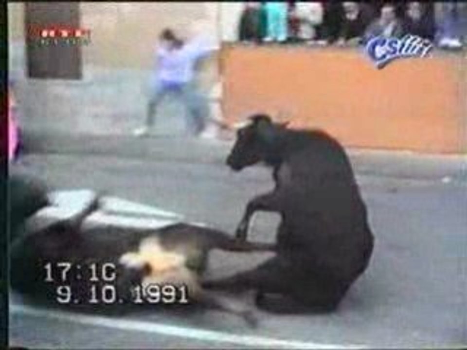 Face à face entre 2 taureaux