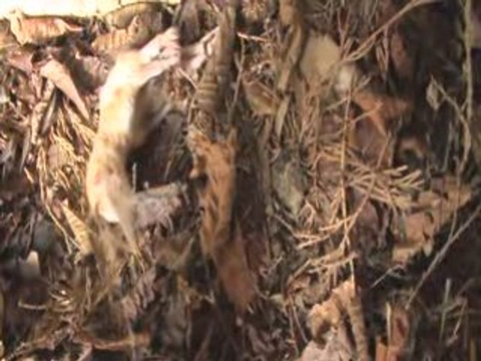 Le châton de Meximieux le 04 08 2006