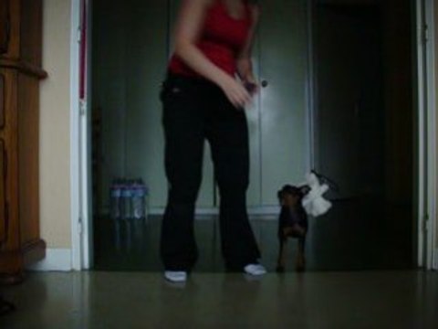 Dina, pinscher nain 3mois obérythmée le huit (2)