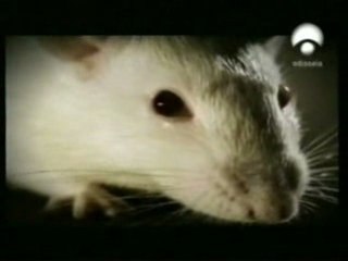 Ratas de laboratorio: Modelo animal