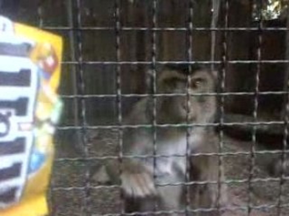 singe m&m