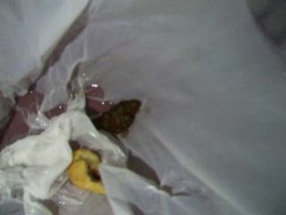 La merde dans la poubelle par guillaume