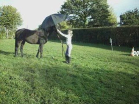 Ethologie : révérence, slalom, parapluie, bâche =D