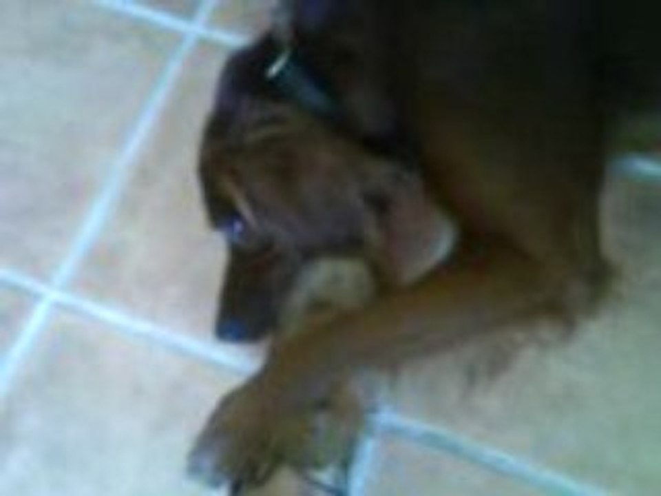 Abricot joue avec mon pied