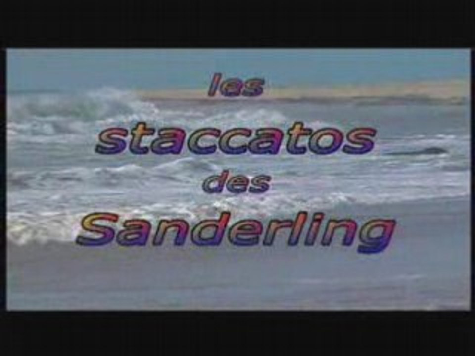 Les staccatos des sanderling
